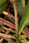 Woodland false buttonweed